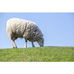 Agro-Largo - Savanna fűmagkeverék - 25Kg