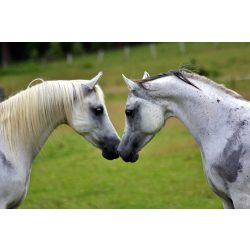 Agro-Largo - Lóerő fűmagkeverék - 25Kg