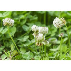 Agro-Largo - Alexandriai here vetőmag - 25Kg